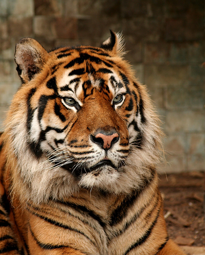 5. 10. 2006tygr1.JPG