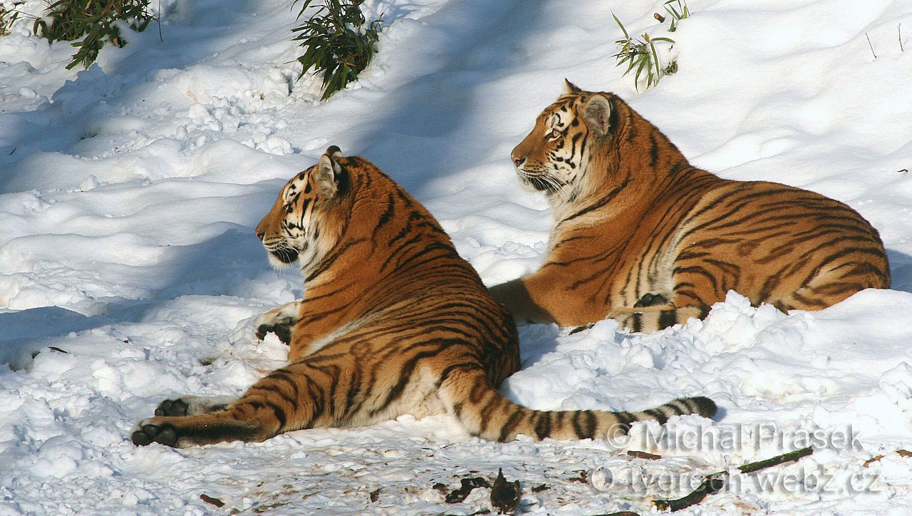 Belli Berra527.1.2007.JPG