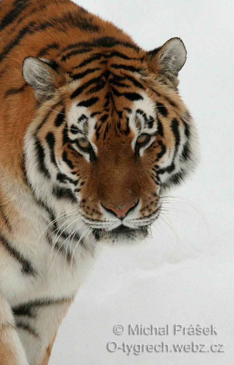 Belli Berra1027.1.2007.JPG