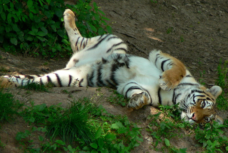 tygrice8.JPG