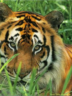 Tigrík.jpg