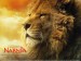 08-narnia-wallpaper-800x600-lion[1].jpg